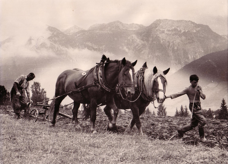 Feldbearbeitung 1960 am Burglehnerhof in Ramsau am Dachstein